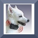 Bark Control & Training